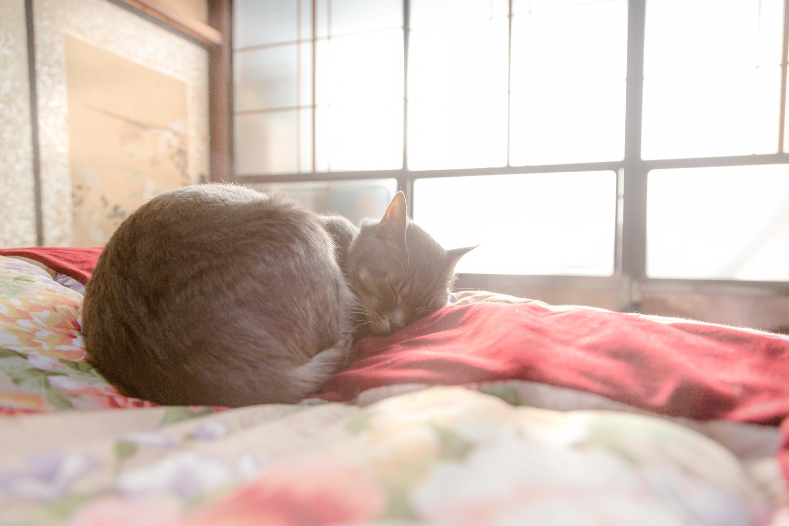 お布団で寝坊する猫ちゃん